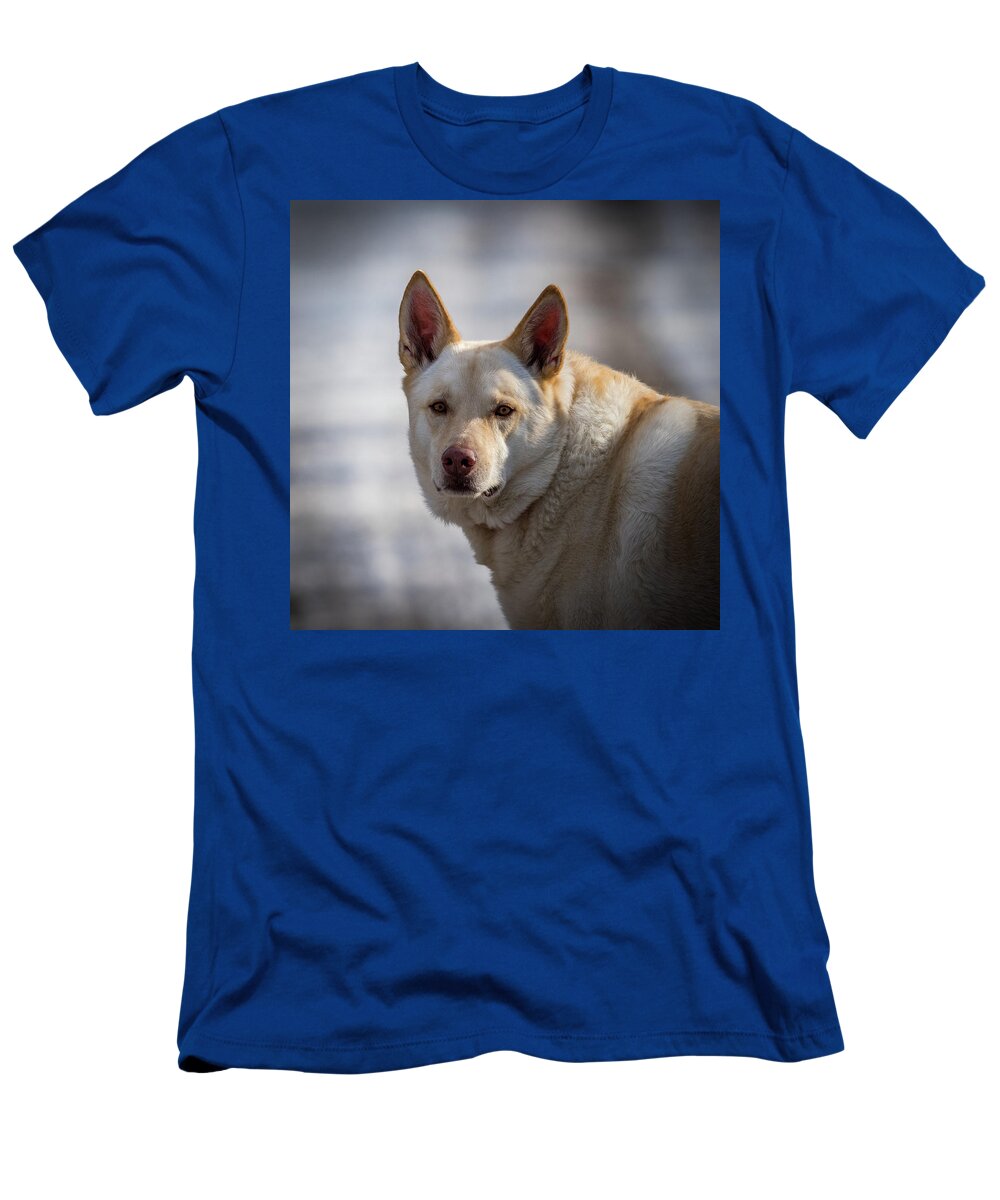 Man's Best Friend T-Shirt featuring the photograph Man's Best Friend by Paul Freidlund