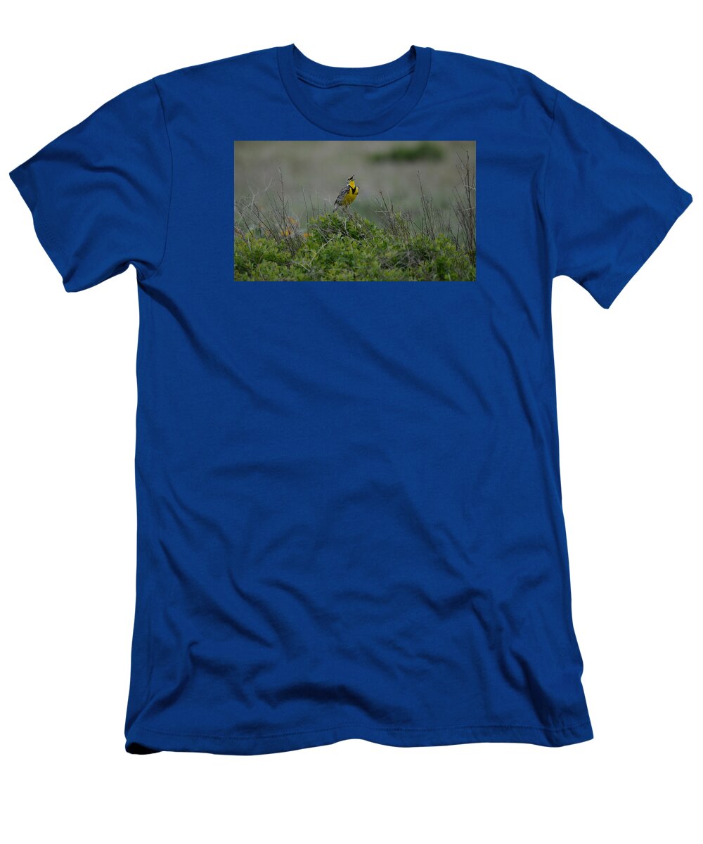 Oregon T-Shirt featuring the photograph Meadowlark Morning by Whispering Peaks Photography