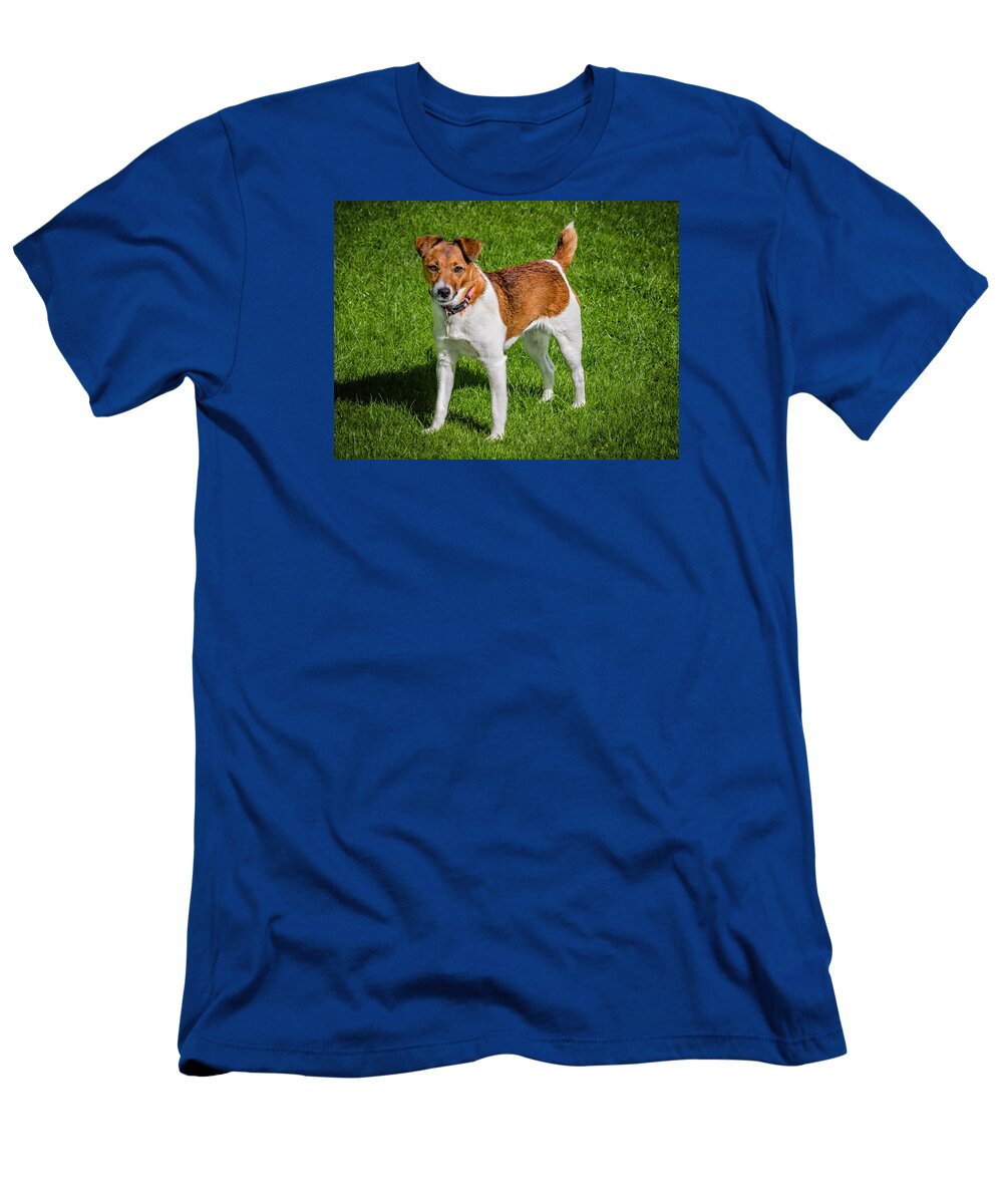 Dog T-Shirt featuring the photograph Parson Jack Russell by Nick Bywater