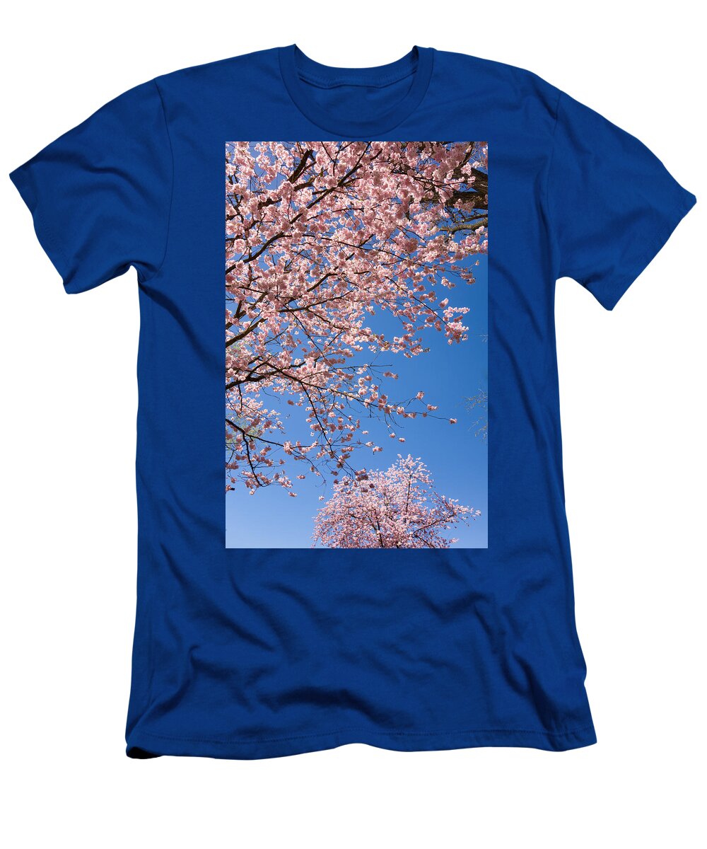 Pink T-Shirt featuring the photograph Pink trees in full bloom in spring by Matthias Hauser