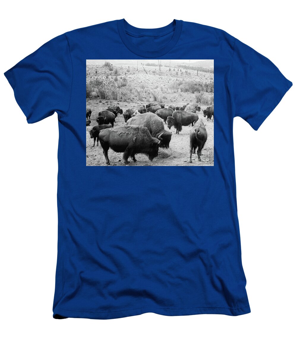 Roosevelt T-Shirt featuring the photograph Roosevelt King of the Herd by American School