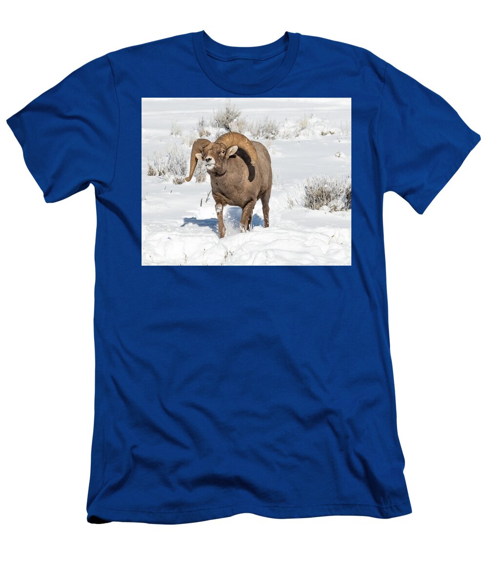 Big-horn Ram T-Shirt featuring the photograph Running Rough During Rut by Yeates Photography