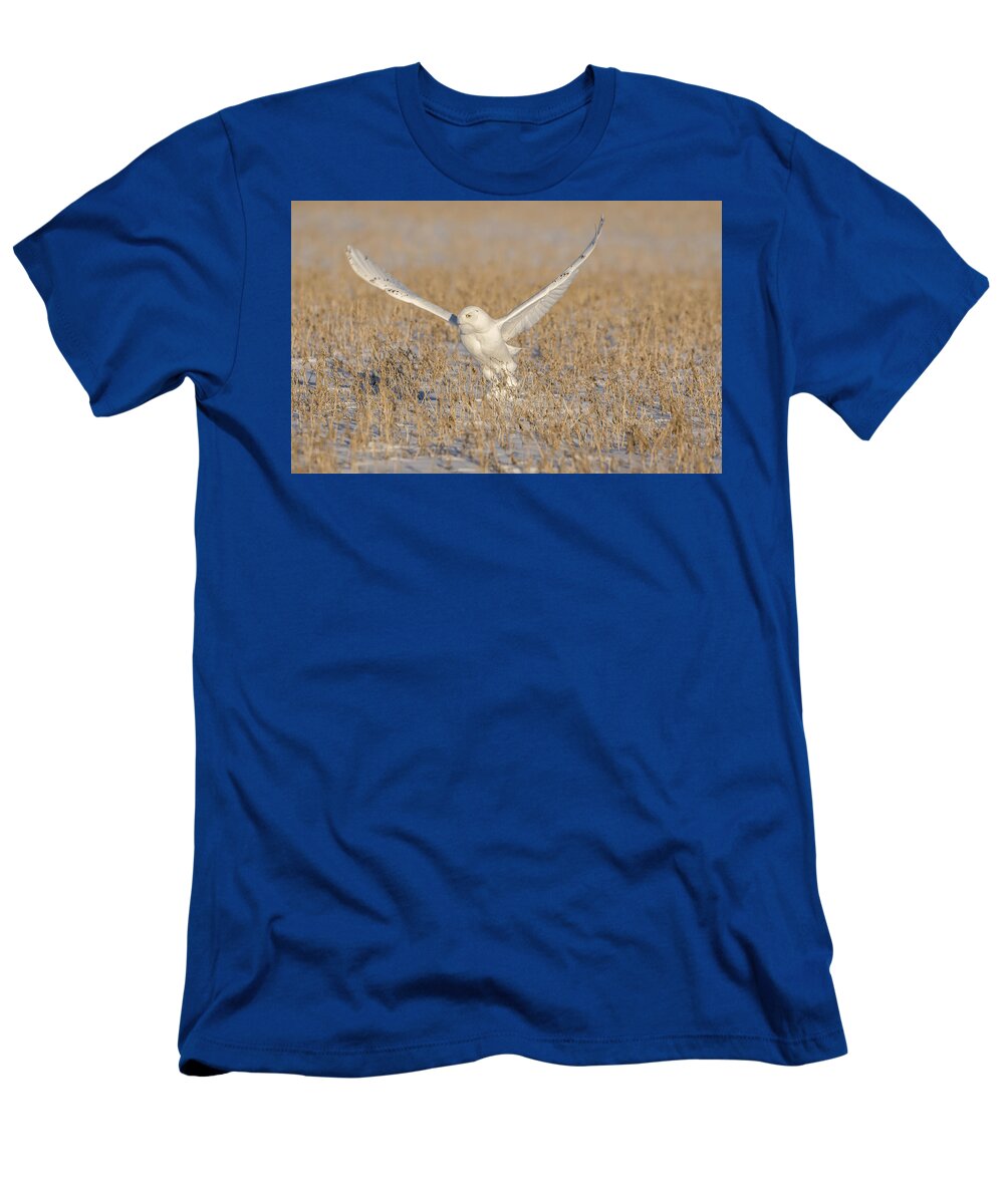 Snowy Owl (bubo Scandiacus) T-Shirt featuring the photograph Snowy Owl 2016-1 by Thomas Young