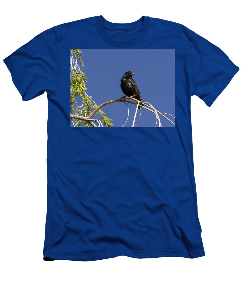 Jean Noren T-Shirt featuring the photograph Starling by Jean Noren