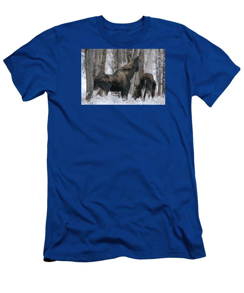 Flehmen T-Shirt featuring the photograph The Rut by Gary Hall
