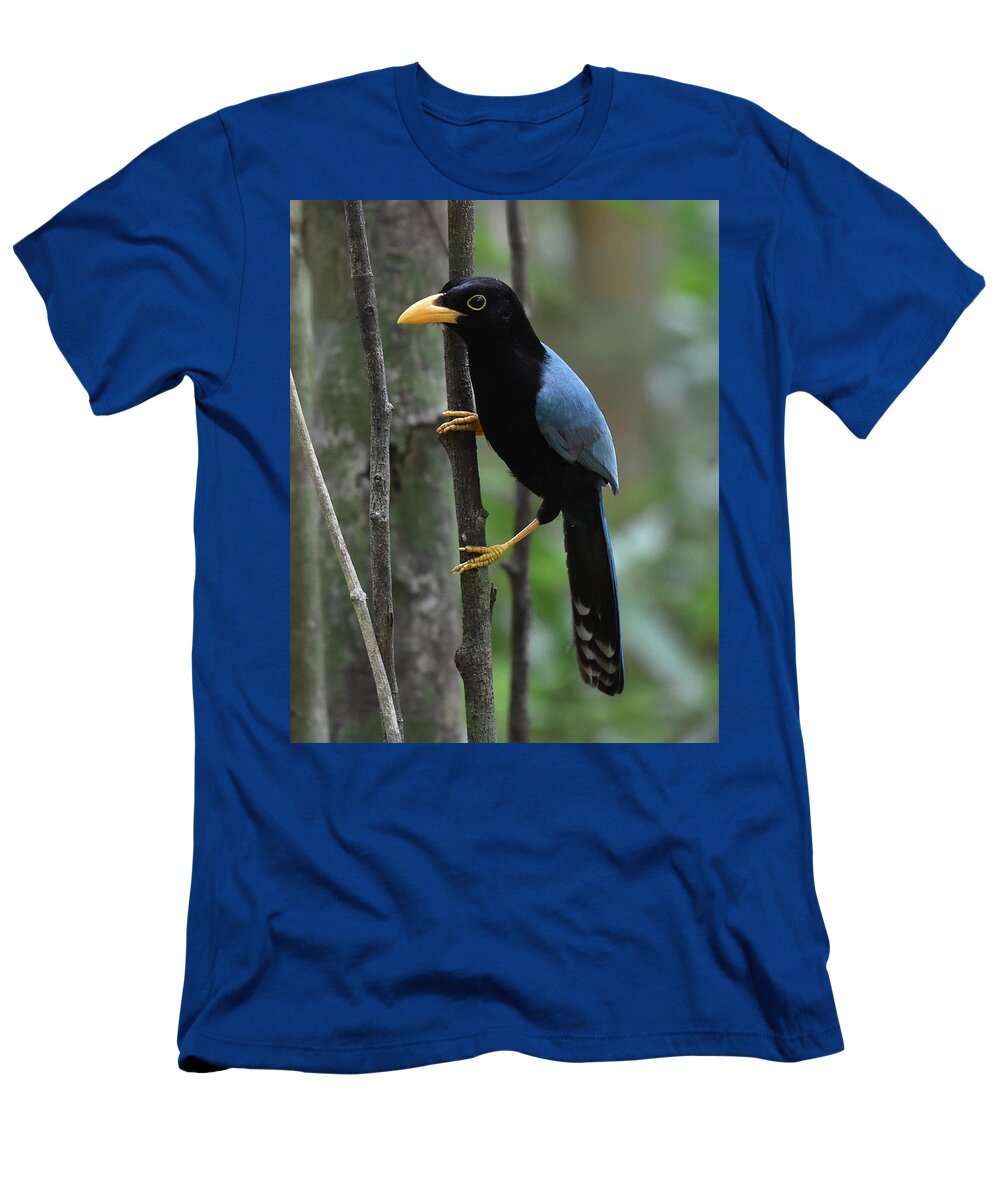 Jay T-Shirt featuring the photograph Yucatan Jay by Ben Foster