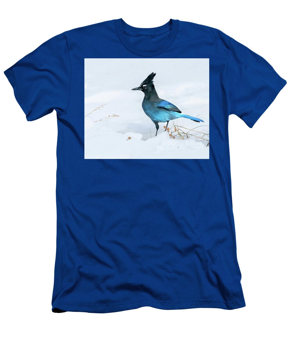 Steller's T-Shirt featuring the photograph Handsome Steller's Jay in Snow by Judi Dressler