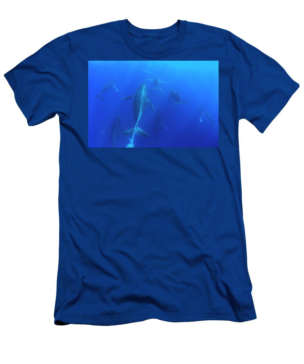 Suzi Eszterhas T-Shirt featuring the photograph Humpback Whale Heat Run by Suzi Eszterhas