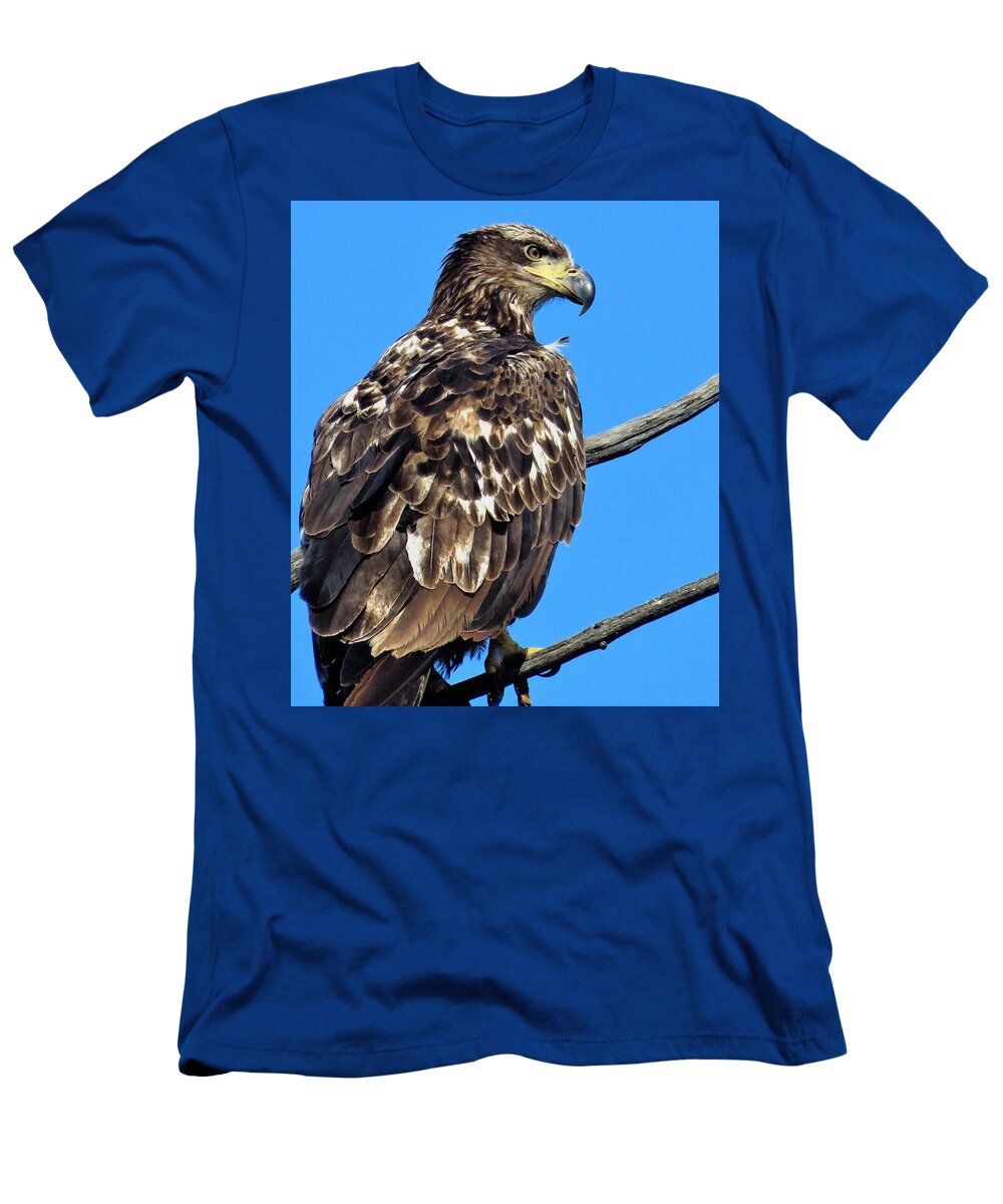 Bald Eagles T-Shirt featuring the photograph Immature Bald Eagle by Lori Frisch