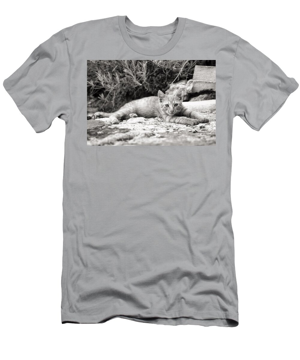 Cat Blog T-Shirt featuring the photograph Cat And Lavender #1 by For Ninety One Days