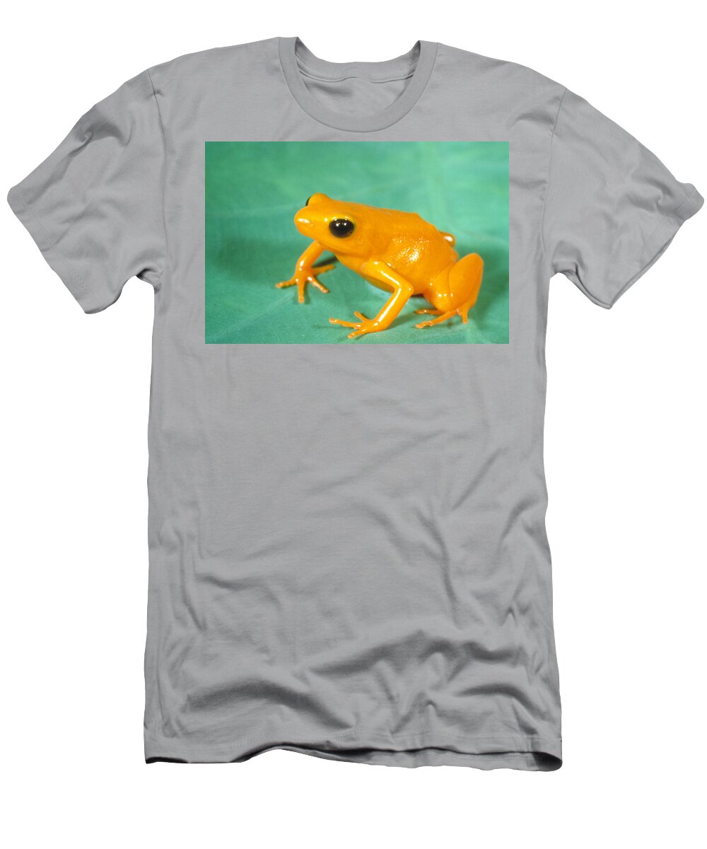 Amphibian T-Shirt featuring the photograph Gold Frog #1 by Perennou Nuridsany