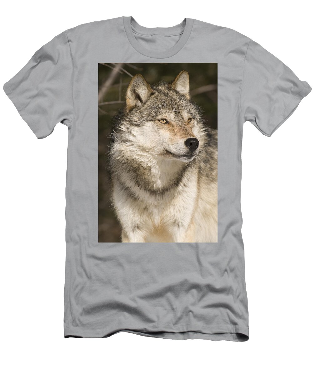 535803 T-Shirt featuring the photograph Gray Wolf Portrait #1 by Steve Gettle
