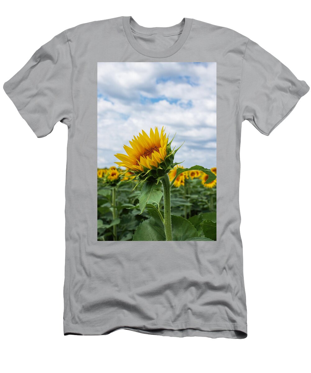 Sunflower T-Shirt featuring the photograph Kansas Sunflower #1 by Alan Hutchins