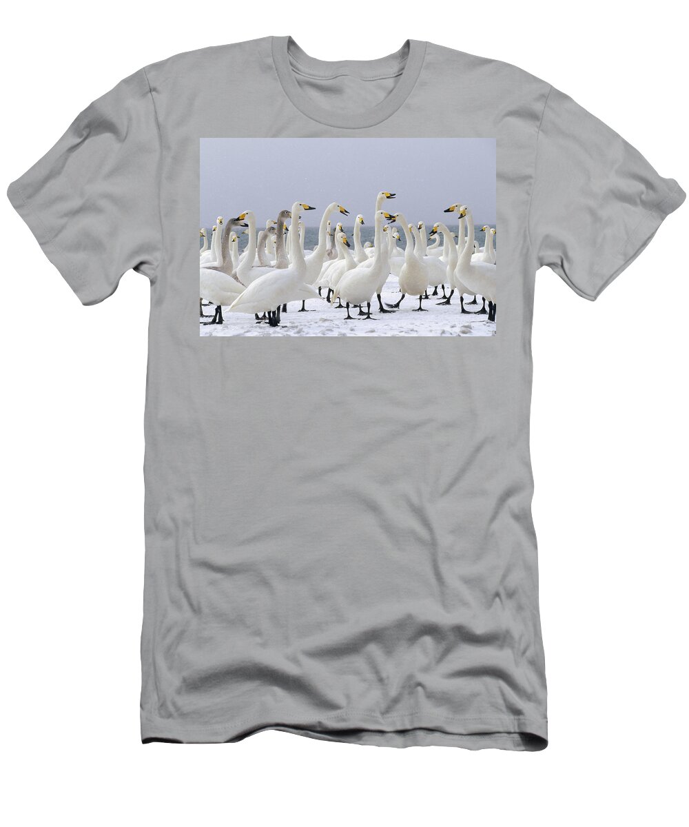 Feb0514 T-Shirt featuring the photograph Whooper Swans Wintering Hokkaido Japan #1 by Konrad Wothe
