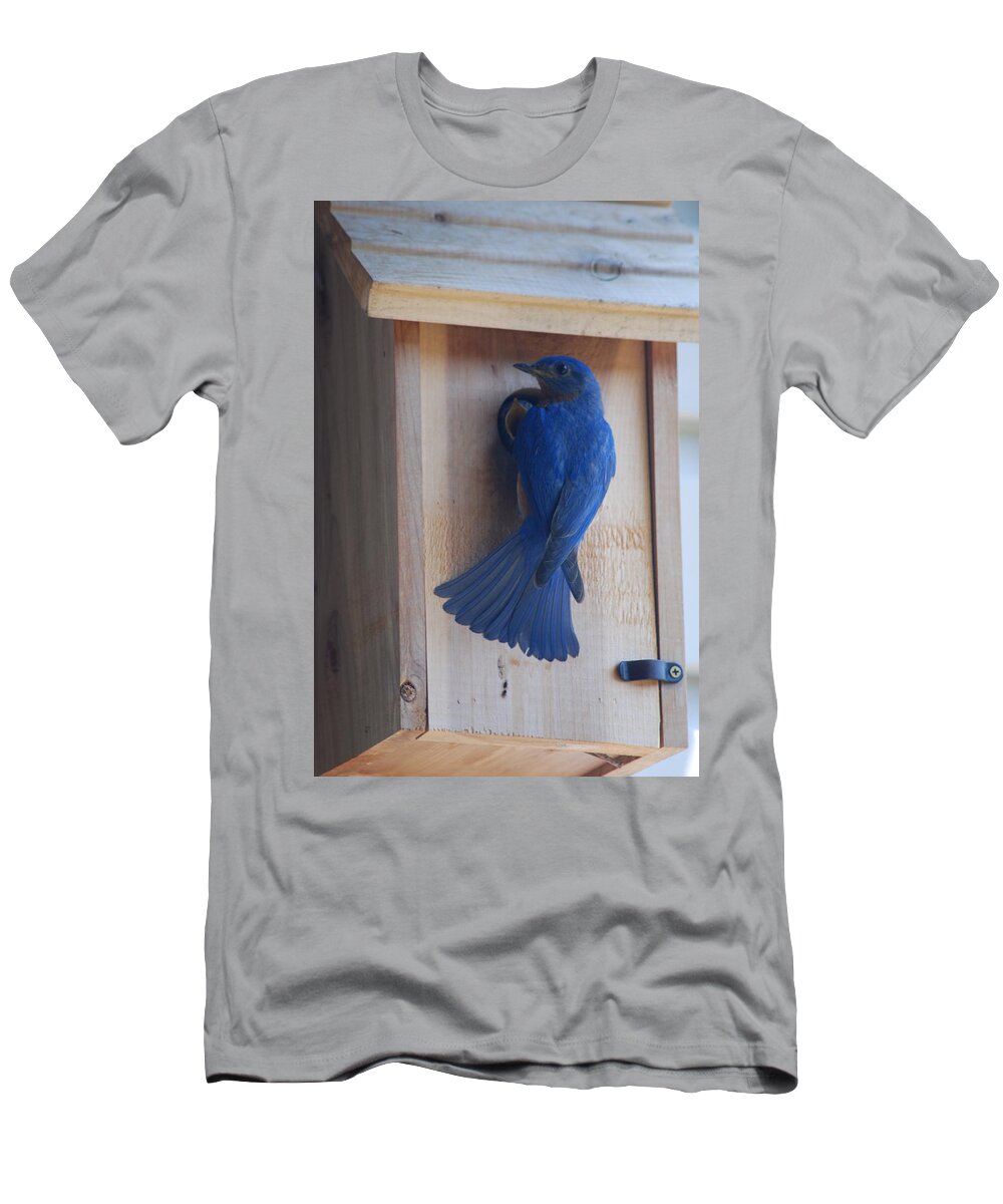 Bird T-Shirt featuring the photograph Bluebird of Happiness #2 by Kenny Glover