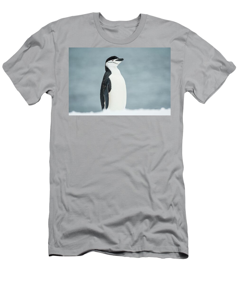 Ice T-Shirt featuring the photograph Chinstrap Penguin Pygoscelis #2 by Deb Garside