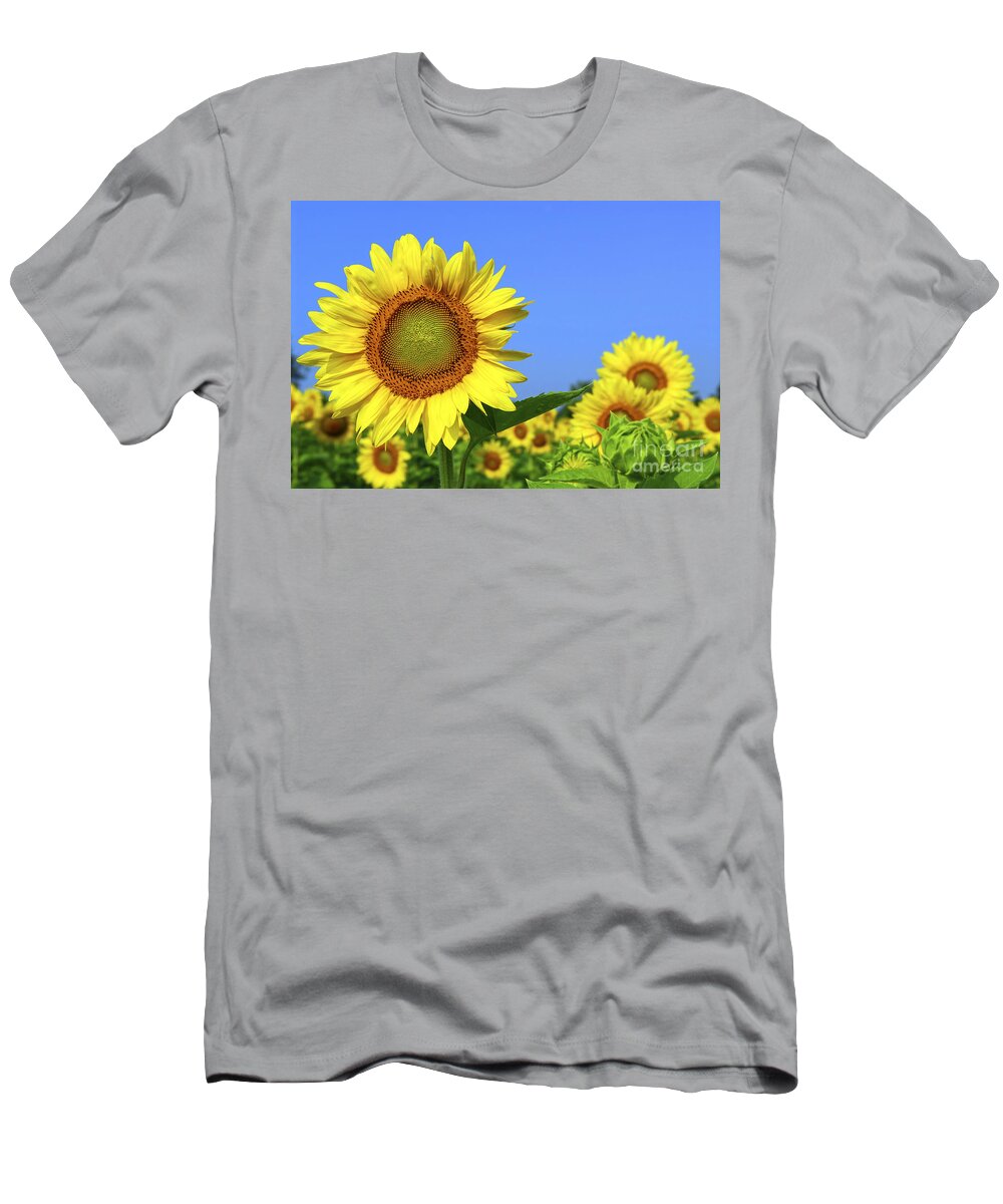 Sunflower T-Shirt featuring the photograph Sunflower field 1 by Elena Elisseeva
