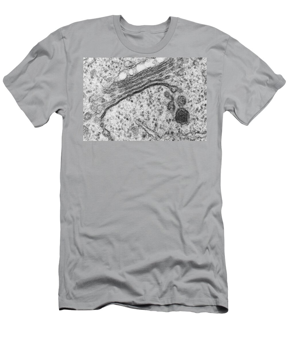 Golgi Apparatus T-Shirt featuring the photograph Golgi Apparatus #6 by Biology Pics