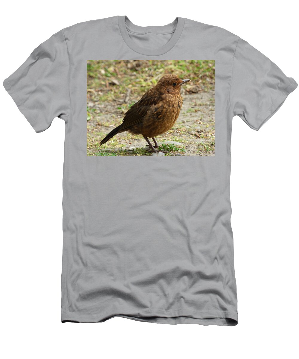 Juvenile T-Shirt featuring the photograph A Juvenile Song Thrush by Steve Taylor