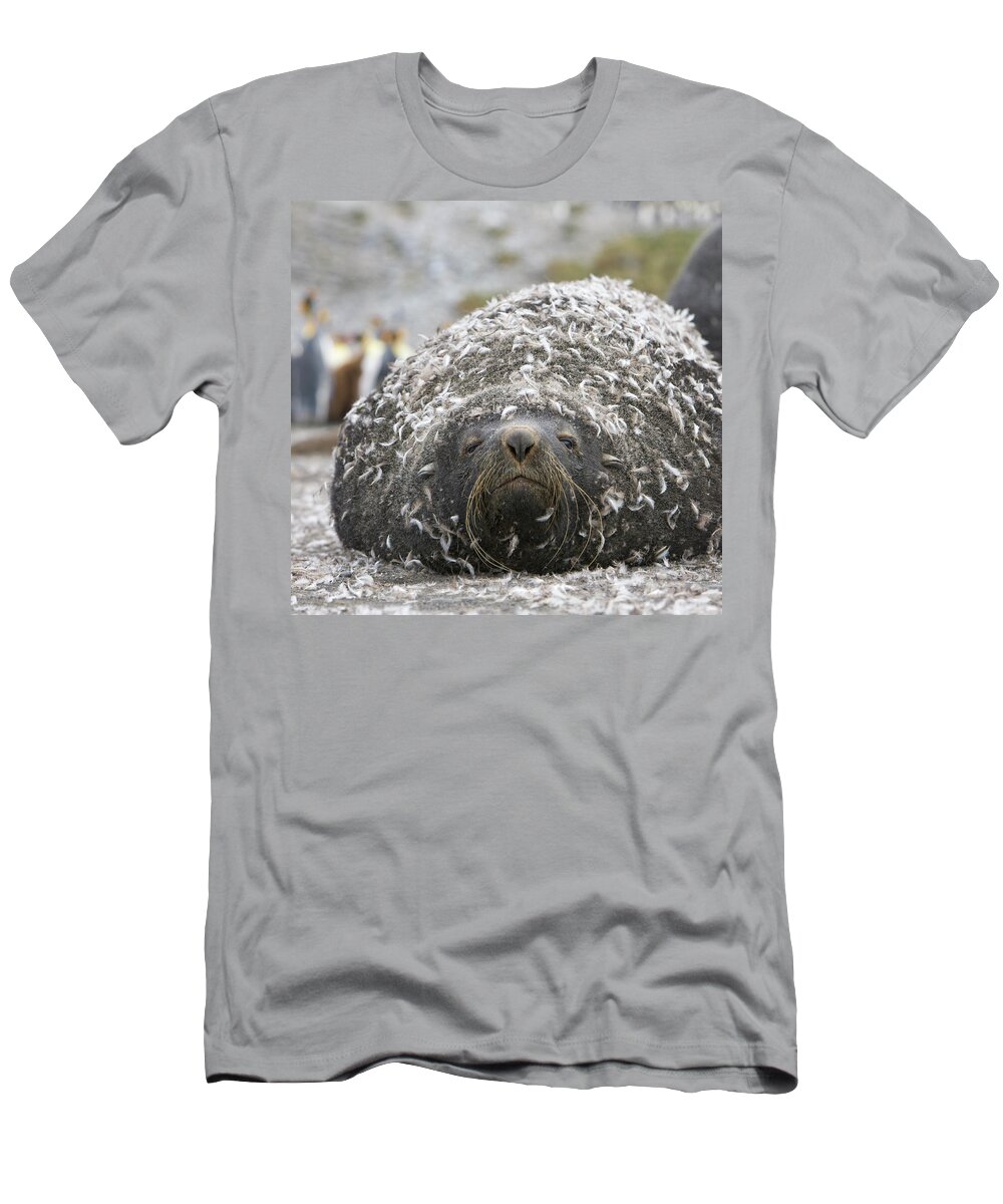 00345984 T-Shirt featuring the photograph Antarctic Fur Seal With Penguin Feathers by 
