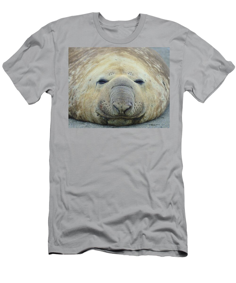 Southern Elephant Seal T-Shirt featuring the photograph Beach Bum by Tony Beck