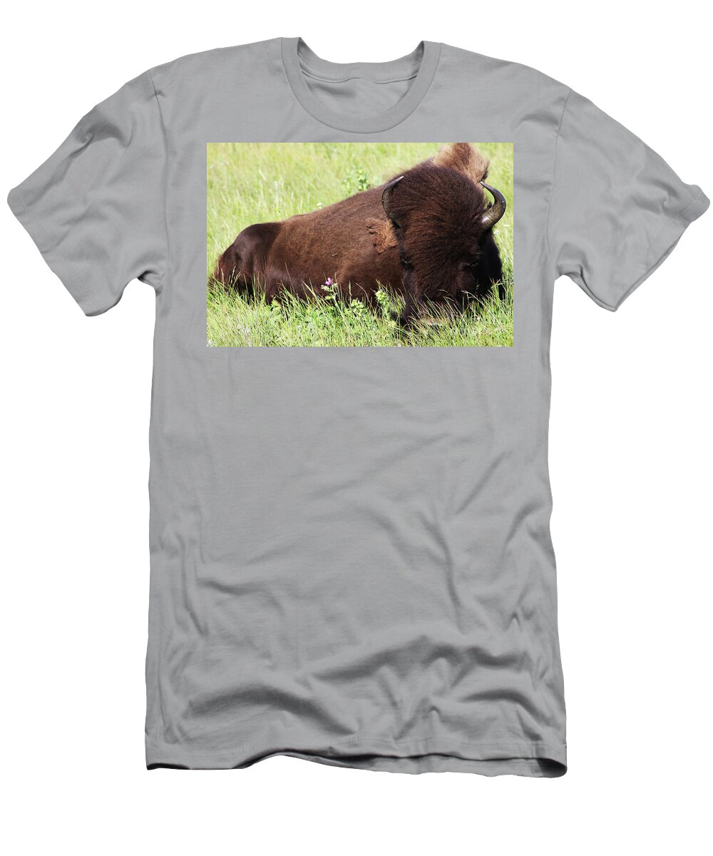 Animal T-Shirt featuring the photograph Bison Nap by Alyce Taylor