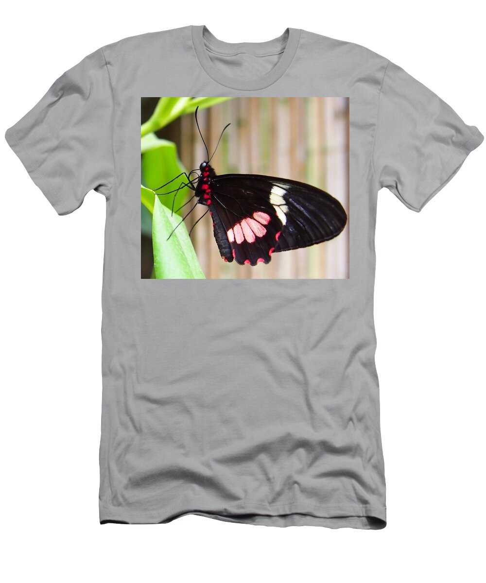 Nature T-Shirt featuring the photograph Black and Red Cattleheart Butterfly by Amy McDaniel