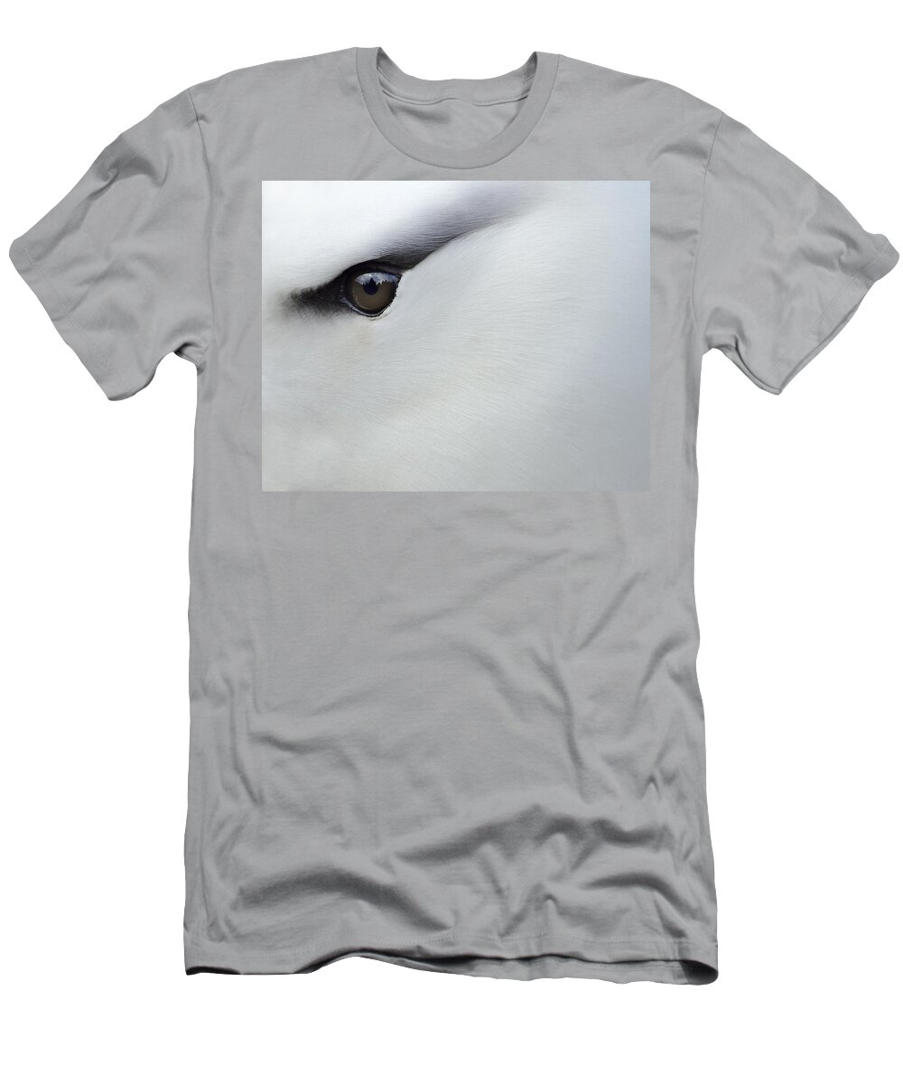 Black-browed Albatross T-Shirt featuring the photograph Black Brow by Tony Beck