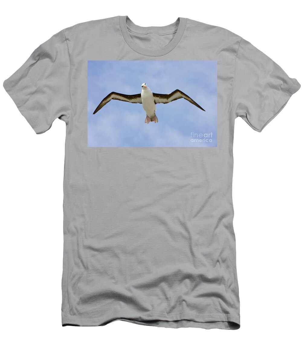 00345508 T-Shirt featuring the photograph Black-browed Albatross Flying by Yva Momatiuk John Eastcott