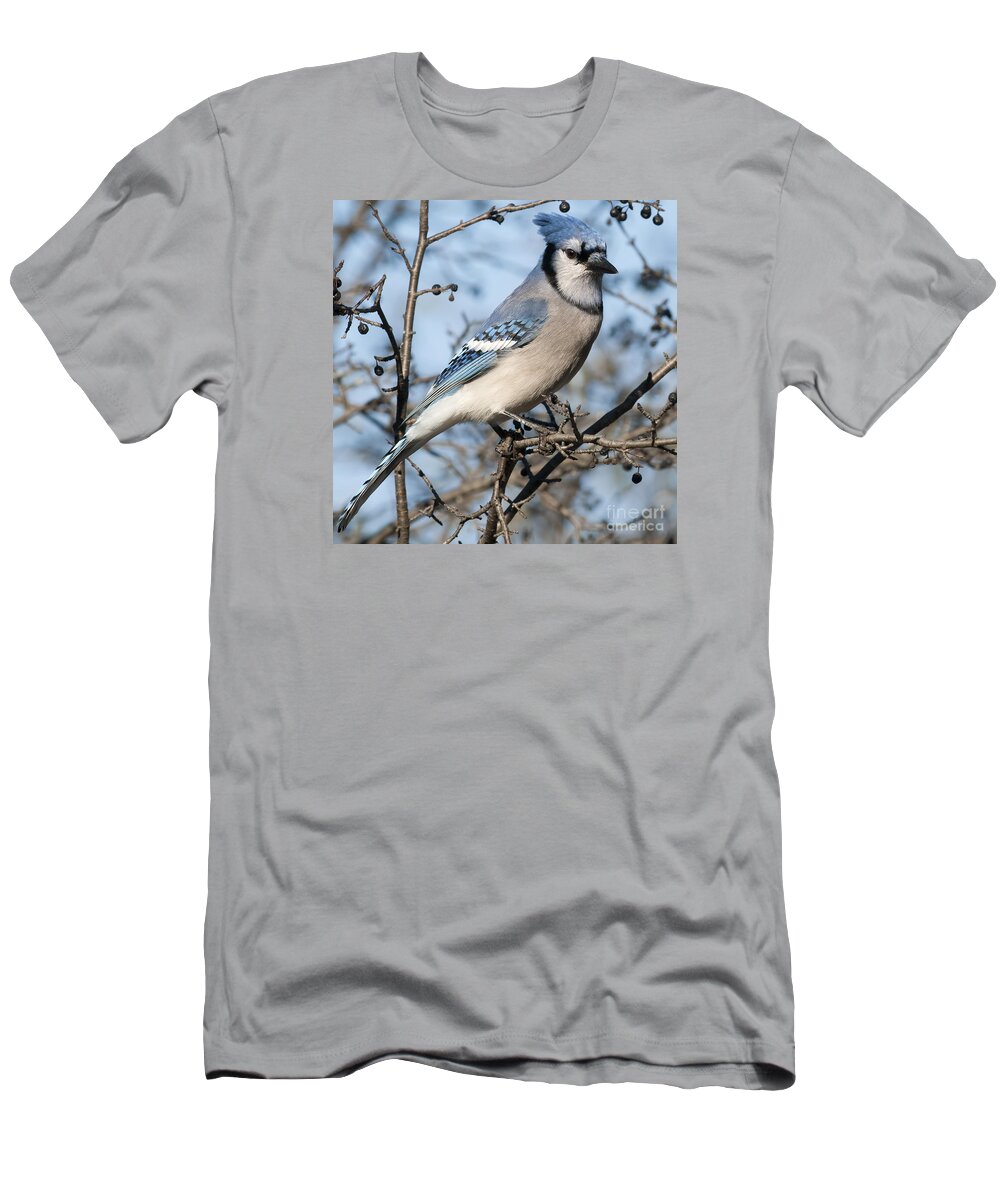 Festblues T-Shirt featuring the photograph Blue Jay.. by Nina Stavlund