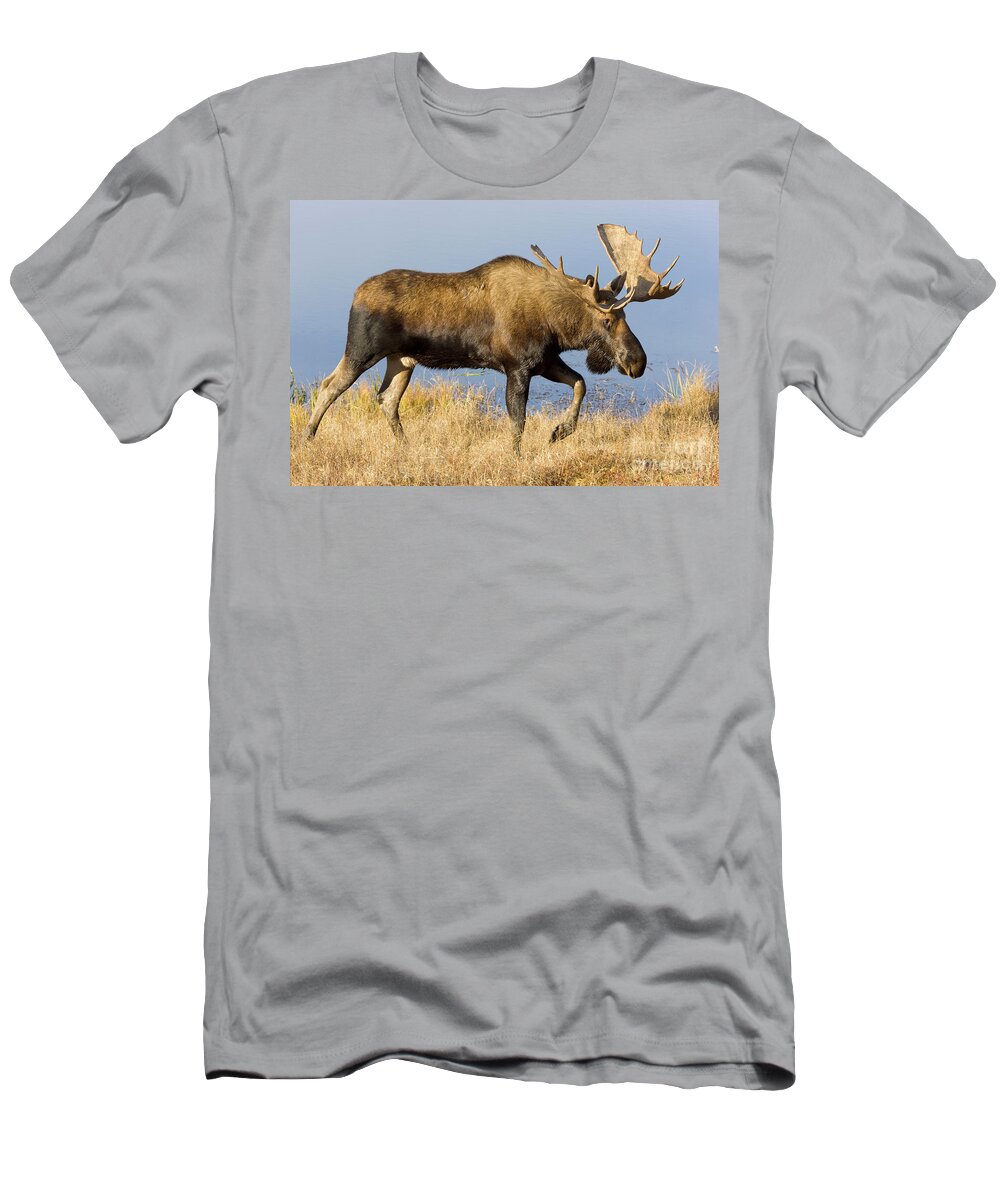 00440969 T-Shirt featuring the photograph Bull Moose in Denali by Yva Momatiuk John Eastcott
