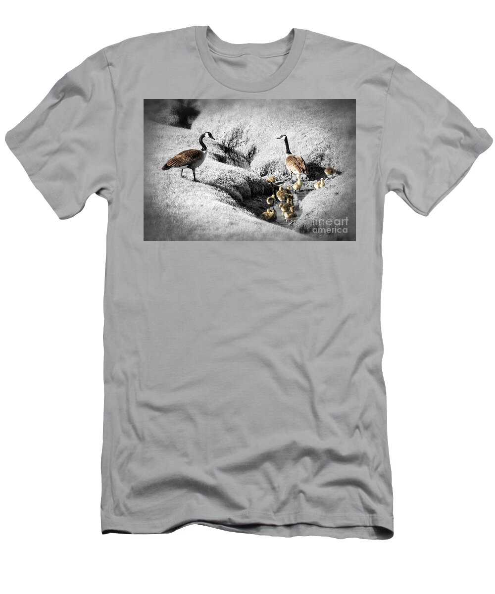 Goose T-Shirt featuring the photograph Canada geese family by Elena Elisseeva
