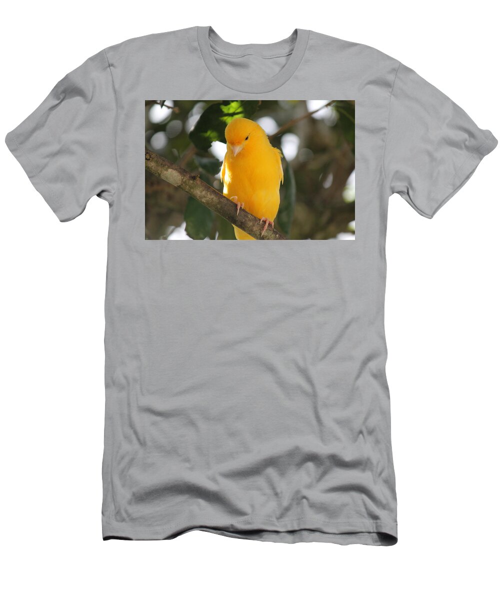 Canary T-Shirt featuring the photograph Canary yellow beauty by Lily K