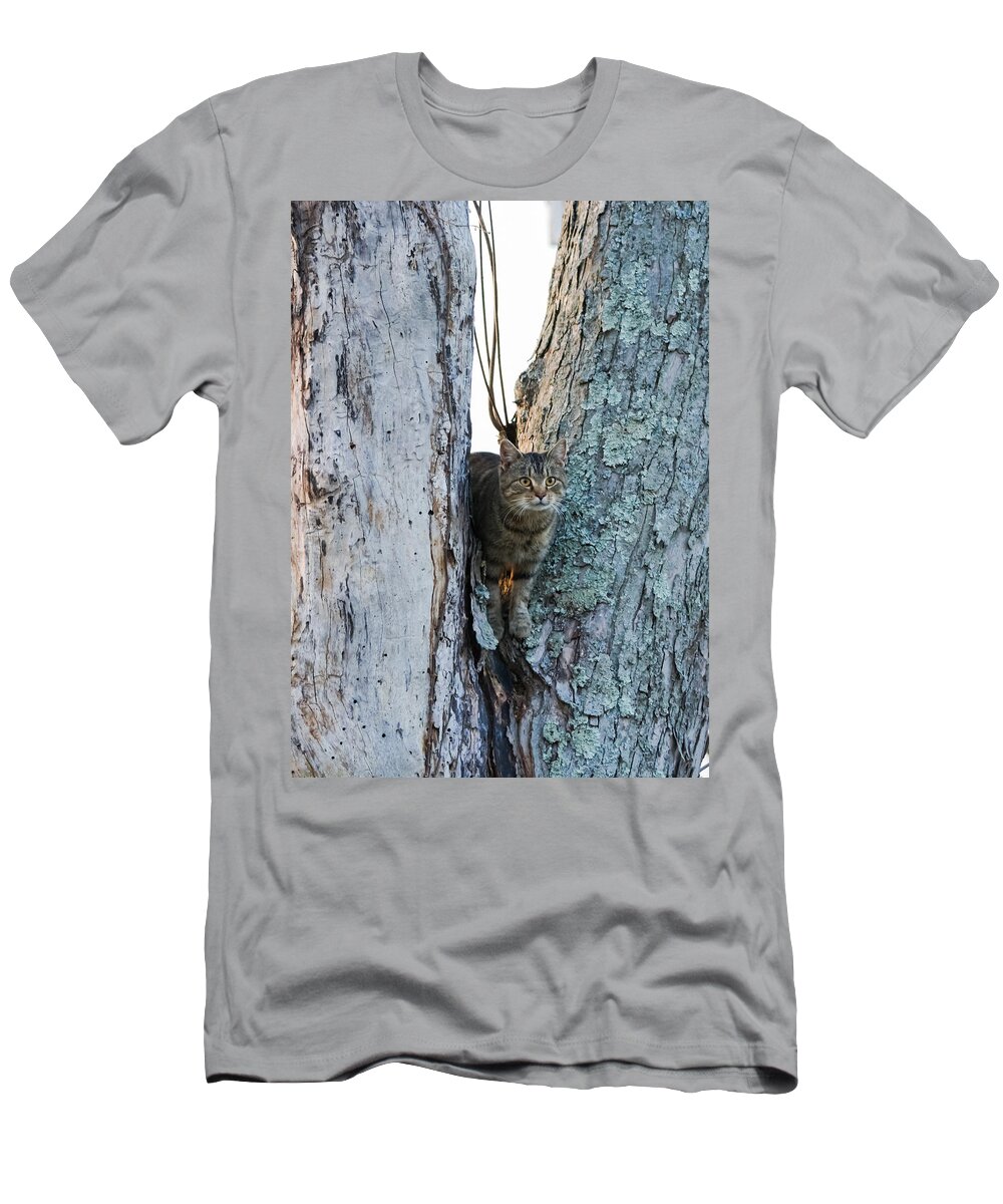 Cat T-Shirt featuring the photograph Cat On The Lookout by Holden The Moment