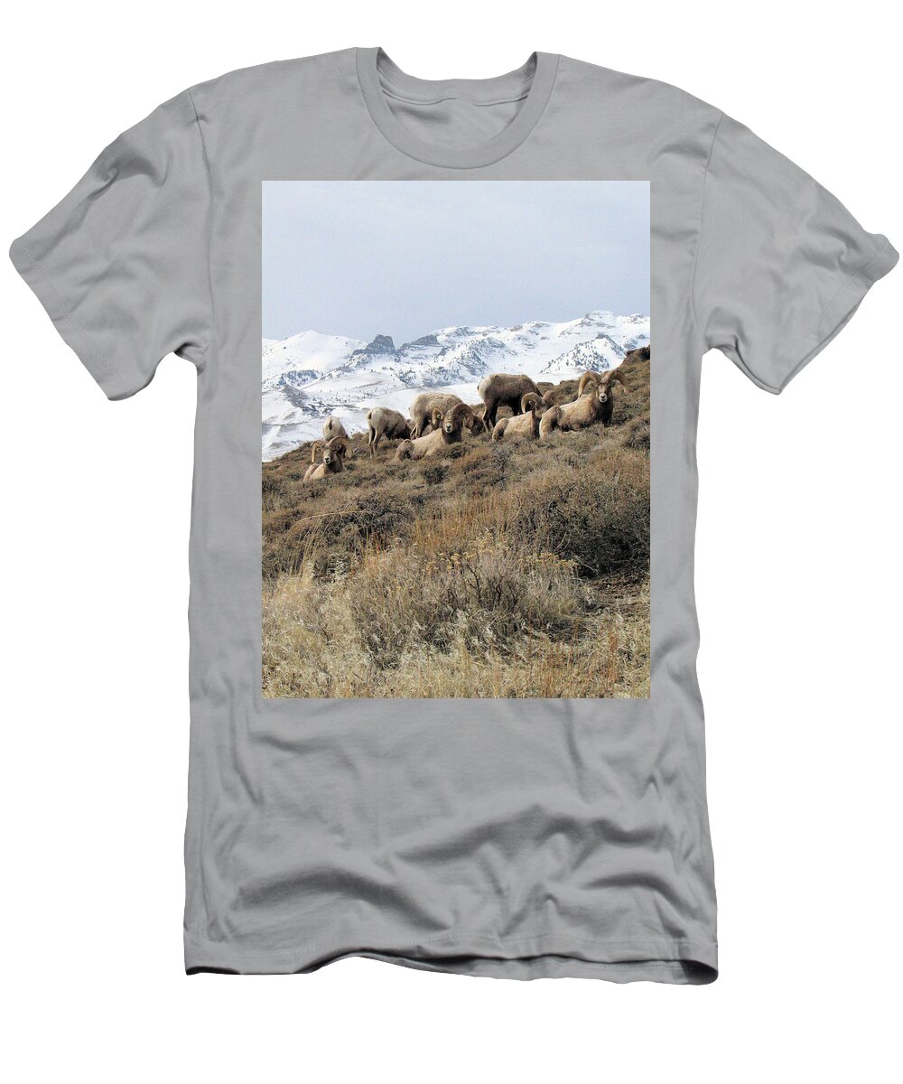 Nevada T-Shirt featuring the photograph Chimney Rock Rams by Darcy Tate