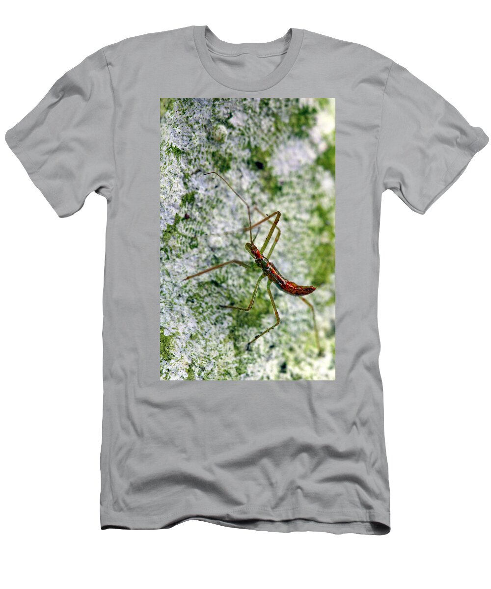 Insects T-Shirt featuring the photograph Christmas Bug by Jennifer Robin