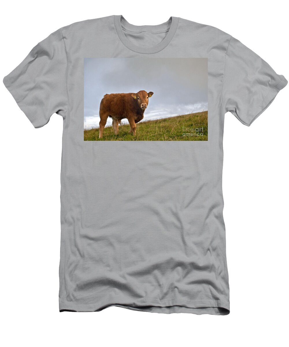 Ireland Digital Photographs T-Shirt featuring the digital art Cliffs of Moher Brown Cow by Danielle Summa