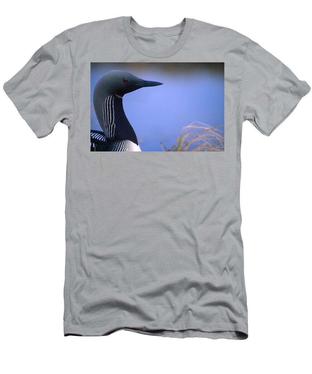 Light T-Shirt featuring the photograph Close Up Portrait Of An Arctic Loon by Peter Mather