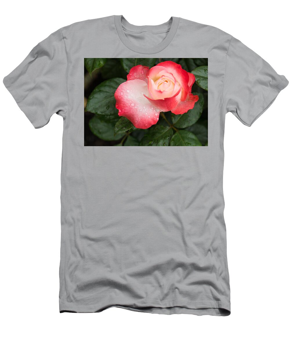 Sweetheart Rose T-Shirt featuring the photograph Dreaming of Sweetheart Roses by Georgia Mizuleva