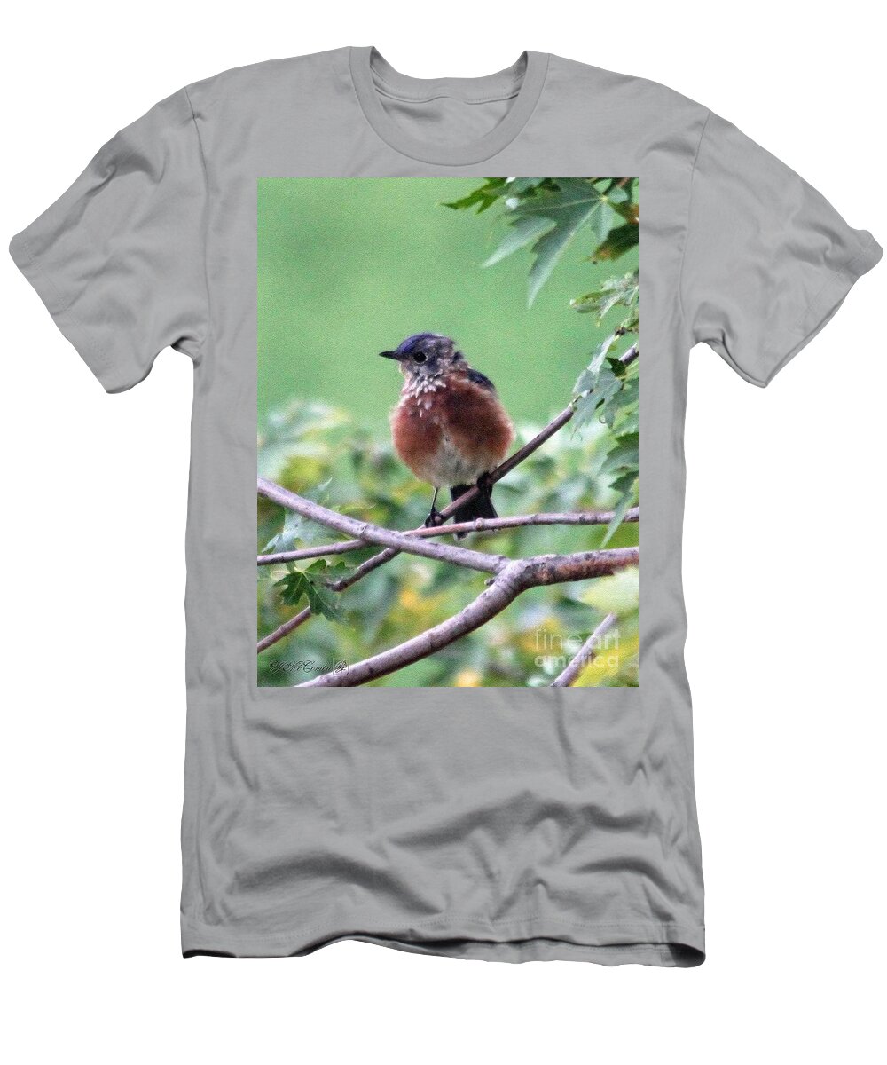 Eastern Bluebird T-Shirt featuring the painting Eastern Bluebird by J McCombie