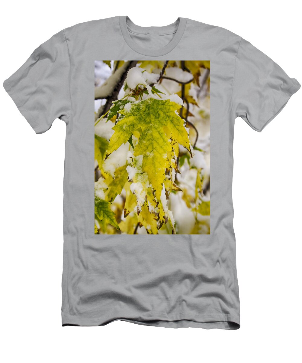 Golden T-Shirt featuring the photograph Golden Maple In The Snow by James BO Insogna