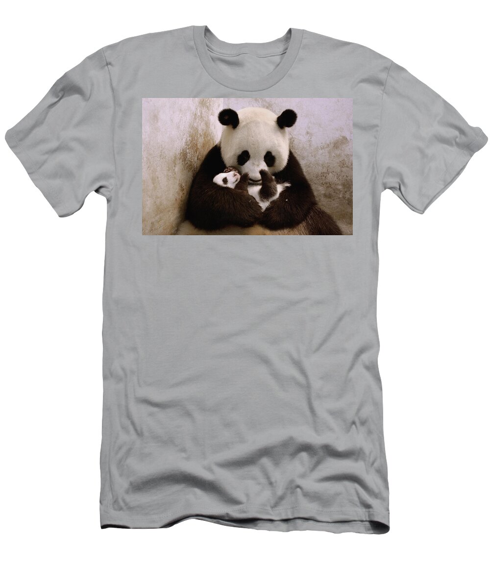 Feb0514 T-Shirt featuring the photograph Gongzhu Holding Her Cub Wolong China by Katherine Feng