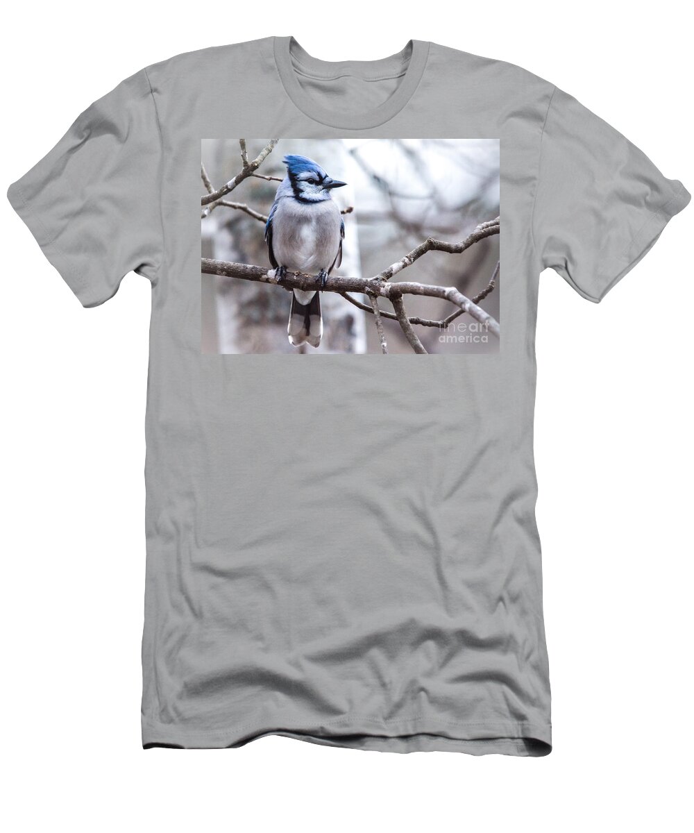  T-Shirt featuring the photograph Gorgeous Blue Jay by Cheryl Baxter