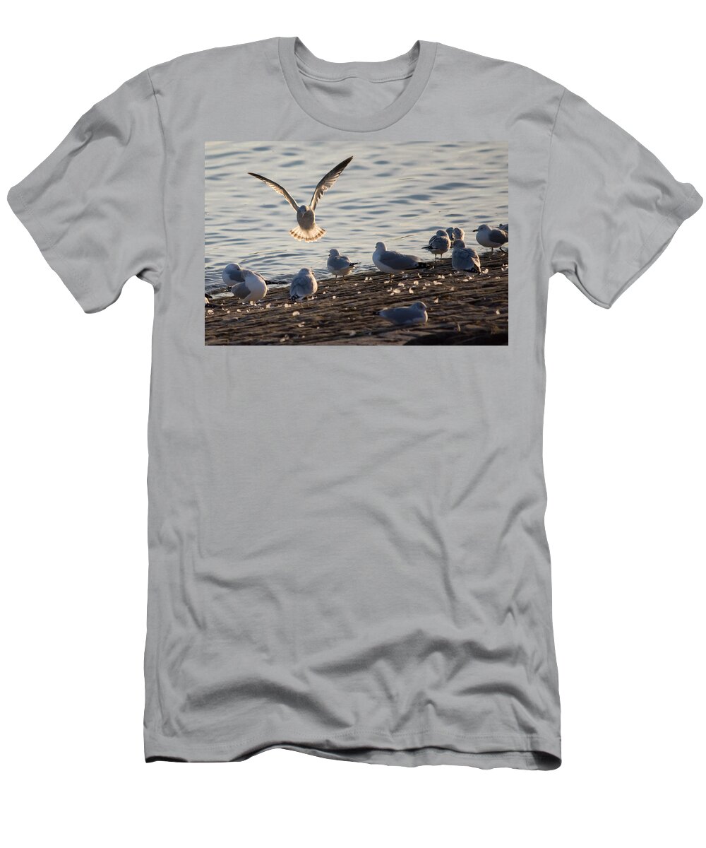 Gull T-Shirt featuring the photograph Gull Landing in Marietta by Holden The Moment