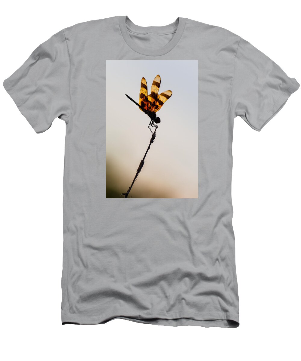 Dragonfly T-Shirt featuring the photograph Halloween Pennant Dragonfly Glow by Ed Gleichman