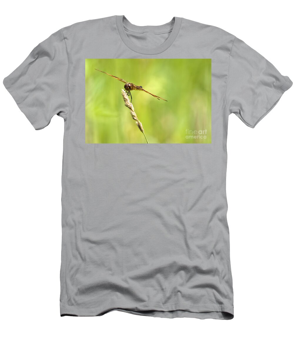 Tiger Striped Dragonfly T-Shirt featuring the photograph Hang On by Cheryl Baxter