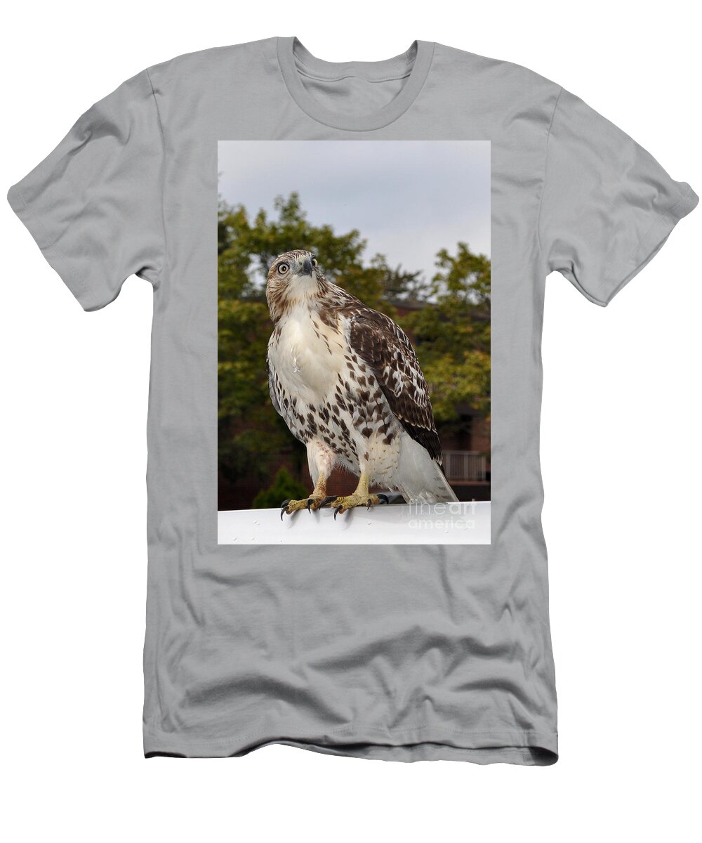 Hawk T-Shirt featuring the photograph Hawk by Luke Moore