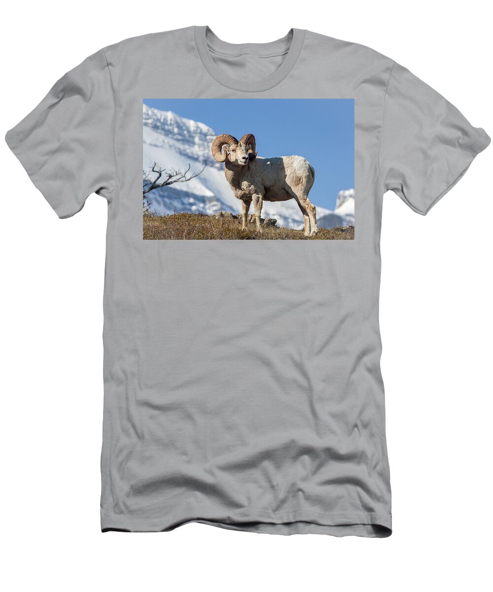 Big Horn Ram T-Shirt featuring the photograph His Majesty by Jack Bell