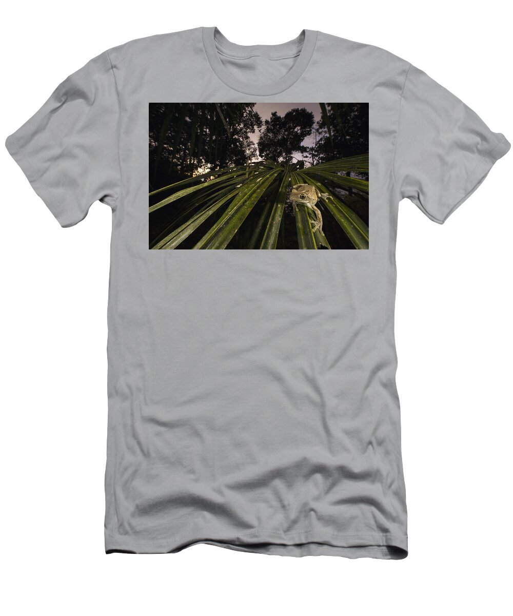 Cyril Ruoso T-Shirt featuring the photograph Manaus Slender-legged Treefrog by Cyril Ruoso