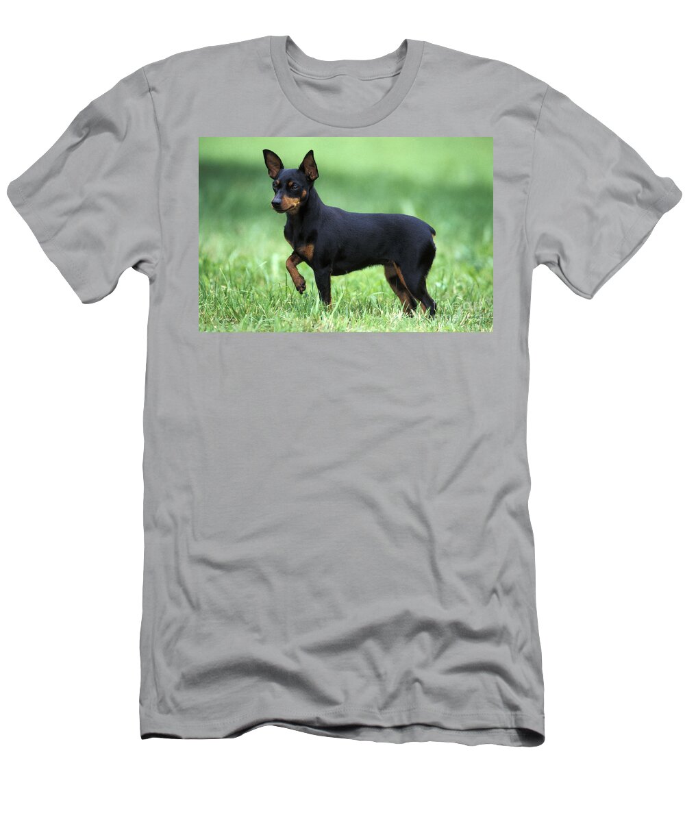 Dog T-Shirt featuring the photograph Miniature Pinscher by Rolf Kopfle